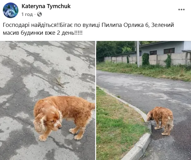 У Луцьку після ворожої атаки масово зникли собаки: що відбувається (фото)