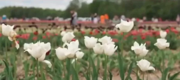 Як відбувається фестиваль тюльпанів у «Волинській Голландії» (відео)