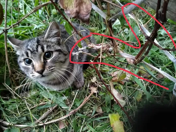У Луцьку кішку серед ночі викинули на вулицю та прив'язали у кущах (фото)