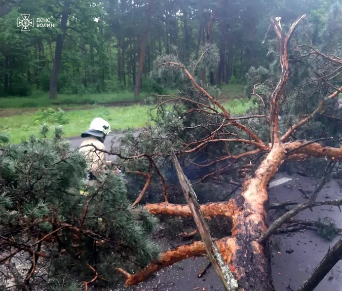 У Луцькому районі прямо на дорогу повалилося дерево