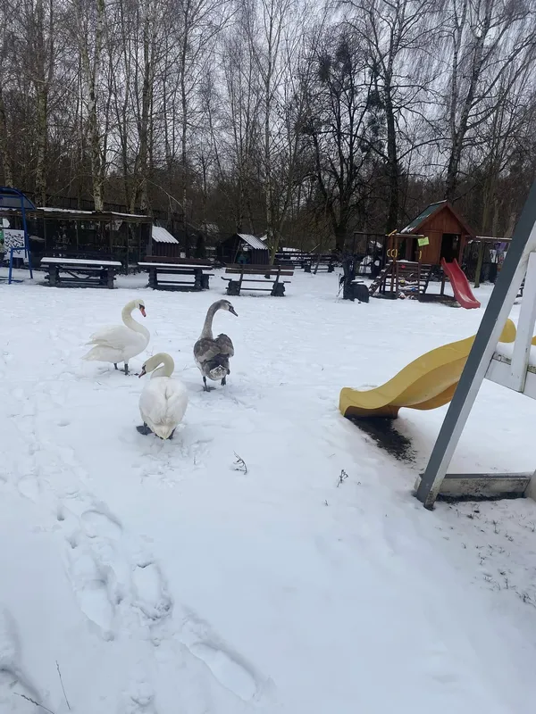 Показали господарів Луцького зоопарку (фото)