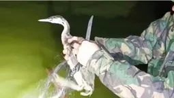 На Волині з браконьєрських сіток звільнили двох великих пірникоз (фото)