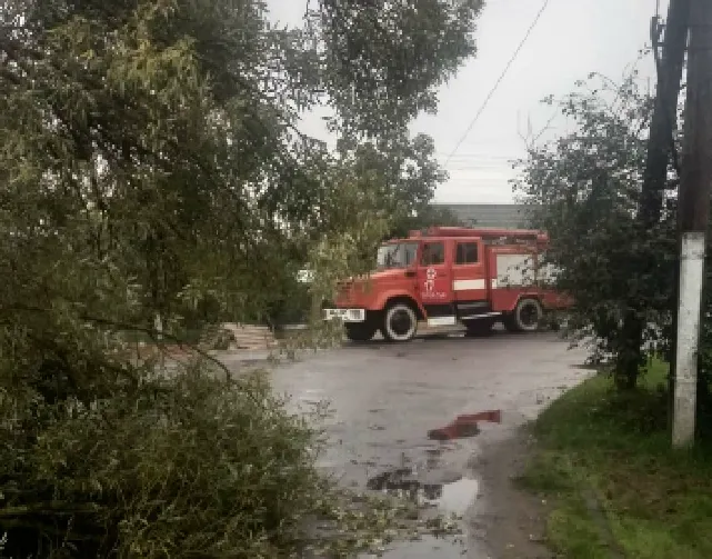 На Волині сильний вітер повалив дерево на дорогу (фото)