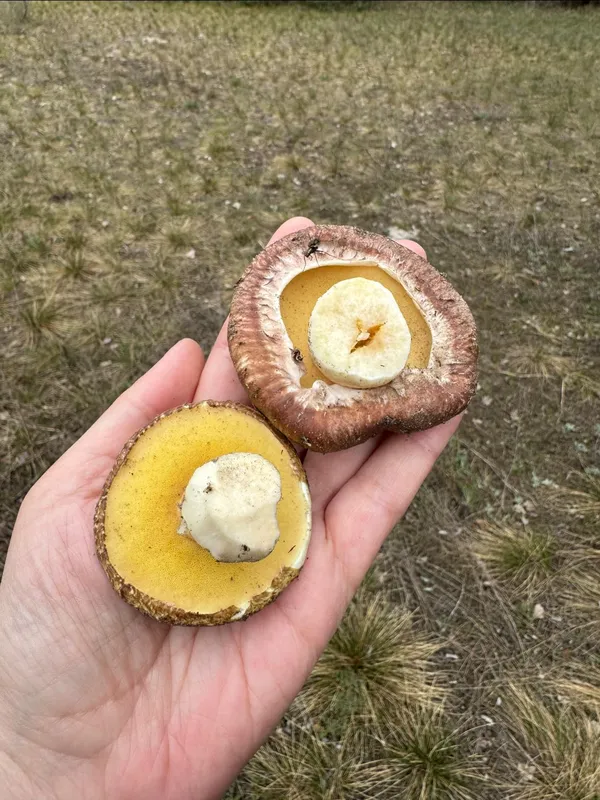 У лісах на Поліссі почали рости перші маслюки (фото)