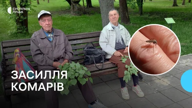 Засилля комарів у Луцьку: що кажуть екологи і лікарі (відео)
