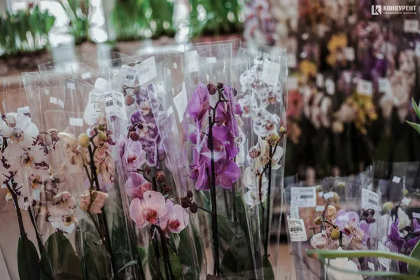 Armani, Dior та ванна у квітах: біля Луцька – pre-party «Волинської Голландії» (фото)