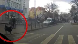 Патрульні показали, як «милі песики» у Луцьку користуються переходом (відео)