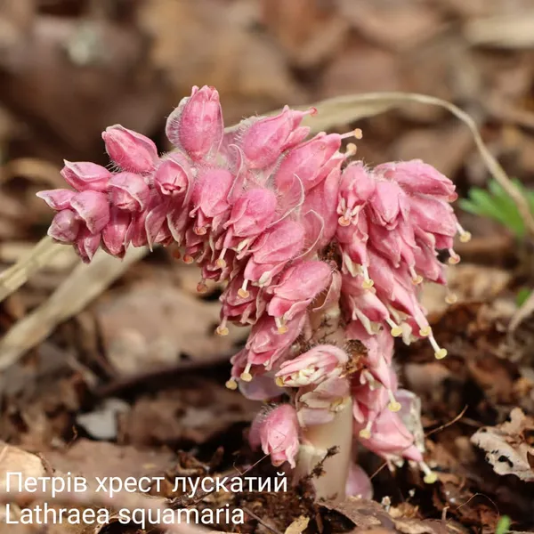 Квіти, що замінюють морфін і лікують алкоголізм: що зараз цвіте на Волині (фото)