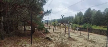 Цвинтарі, які зникли в одну мить: на Поліссі знайшли таємничі покинуті місця (фото)