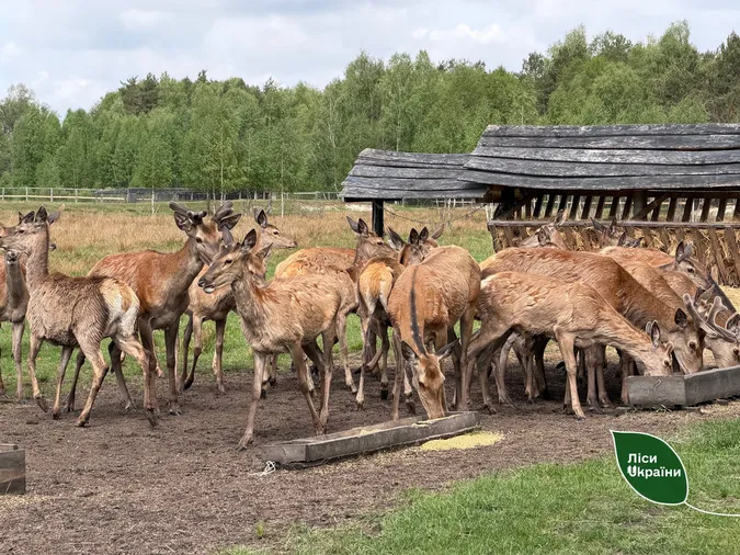 У лісах Волині – весняне поповнення благородних оленят (фото)