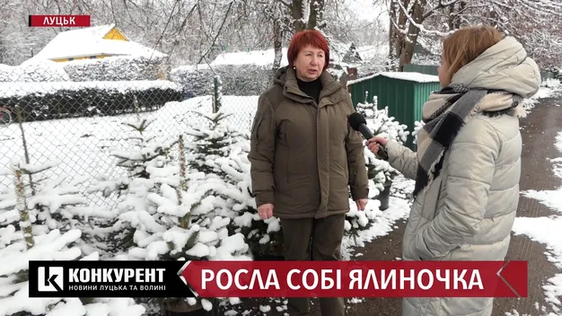 Як під Луцьком ростуть новорічні ялинки (фото, відео)