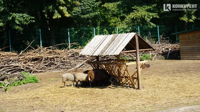 Спека і мокрі носики: останні дні серпня у Луцькому зоопарку (фото)