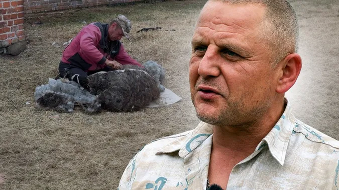 Від двох пар овець до великої отари: як господар з Волині розвиває вівчарство (фото, відео)