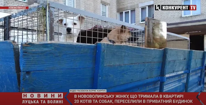 Жінку з 20 котами та псами виселили за межі Нововолинська (відео)