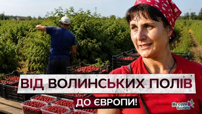350 тонн малини на експорт: як на Волині збирають цьогорічний урожай (відео)