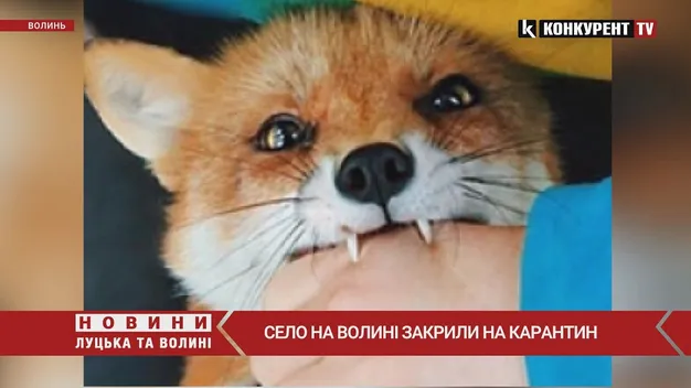У Павлівській громаді в собаки виявили сказ (відео)