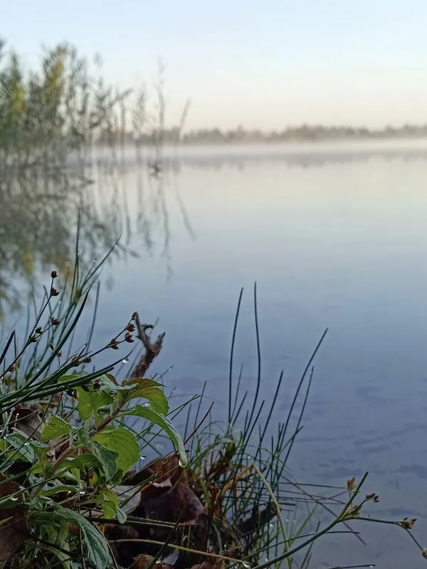 Дуже глибоке і з рибою: показали затуманене озеро на Волині (фото)