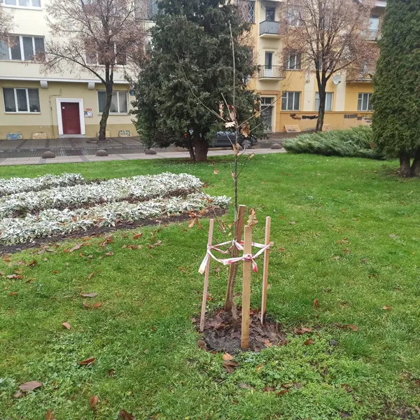 Парки, сквери, вулиці: у Луцькій громаді восени висадили 254 дерева та 285 кущів (фото)