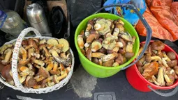 🍄‍🟫Збирають повні кошики: де на Волині в холод виросло багато грибів (фото)
