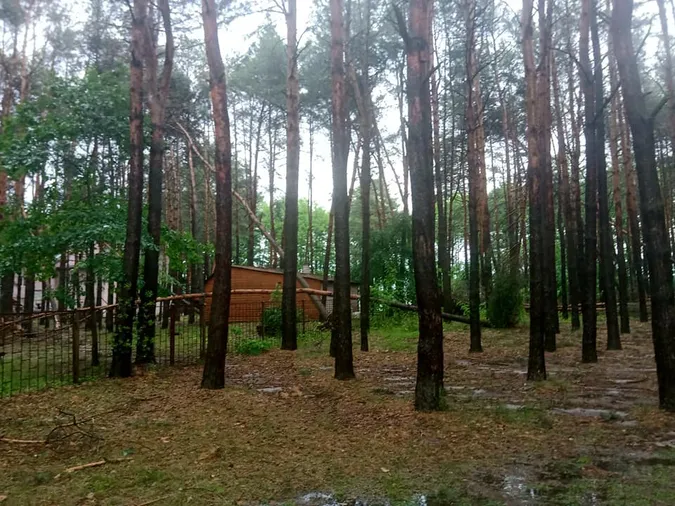 Вирвані з корінням дерева: на Світязі через буревій постраждав дитячий табір (відео)