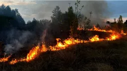 Необережні волиняни спричинили дві пожежі в екосистемах (фото)