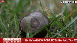 Як лучани заробляють на каштанах (відео)