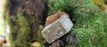 Сотні тисяч доз розкладуть просто в лісах: на Волині стартувала вакцинація від сказу (фото)