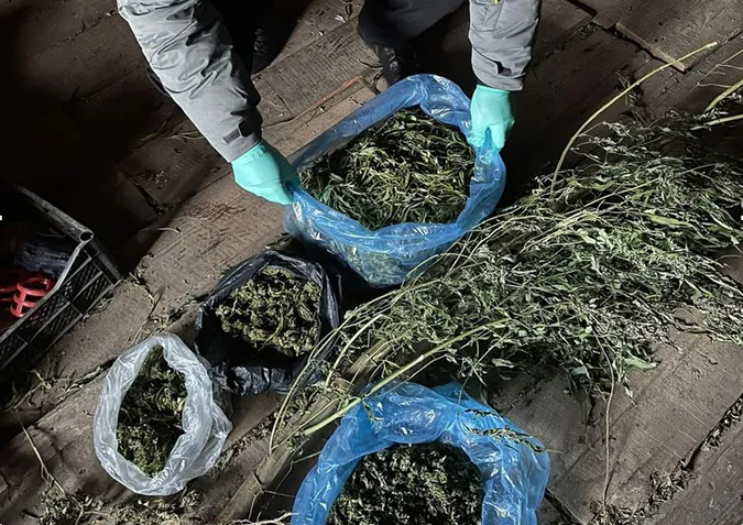 Півтора кіло конопель: у Володимирі затримали наркоторговців (фото)
