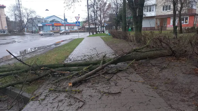 У Луцьку на тротуар впало чимале дерево (фото)
