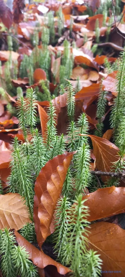 Болото, де збиралися відьми, а торф сягає семи метрів: таємниці Чорного Багна в Карпатах (фото)