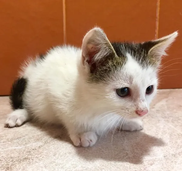 Котику 2 місяці, проглистований, готуються до вакцинації, привчені до лоточка. 