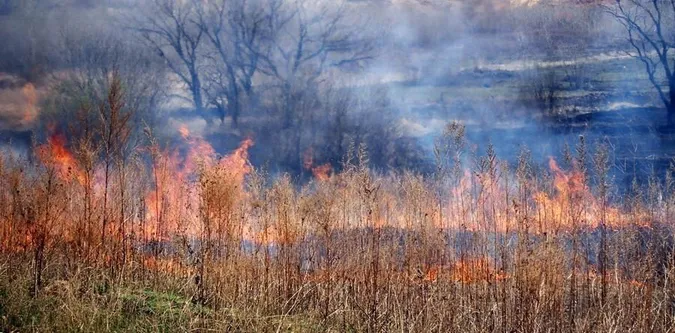 Скільки заплатять палії сухостою за новими правилами: пояснення волинських юристів