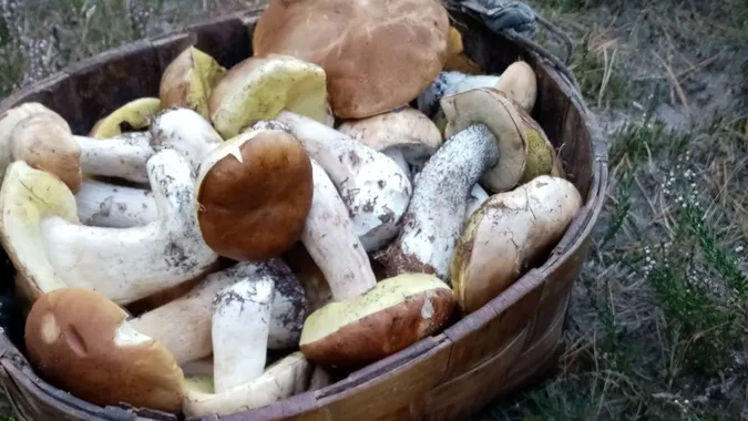 Грибний джекпот: де у лісі на Волині збирають повні відра (фото)