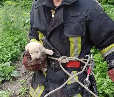 На Волині рятувальники витягнули цуценя з 25-метрового колодязя (фото)