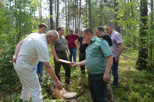 Чим можуть похвалитися лісогосподарські підприємства Волині