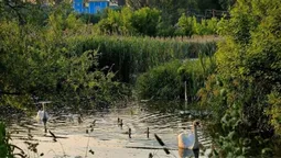 Смарагдова оаза Волині: у мережі опублікували чарівні фото Баївського джерела (фото)