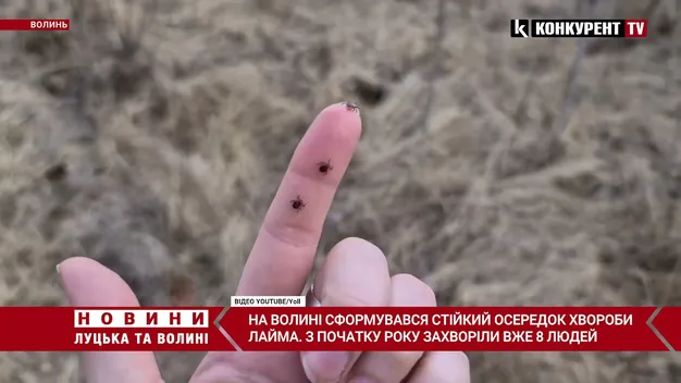 На Волині – 8 випадків хвороби Лайма: де найбільше заражених кліщів (відео)
