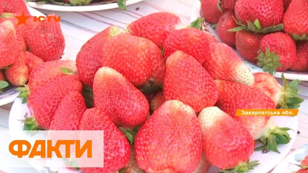 Полуниця із Закарпаття: ціна і наявність нітратів (відео)