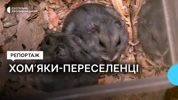 У Кропивницькому жінка прихистила 72 хом’яки-переселенці: більшість з Херсонщини