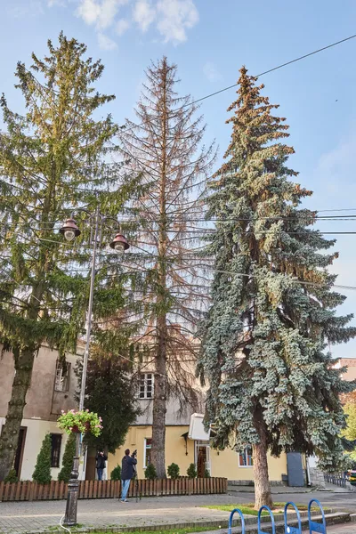 У центрі Луцька позрізають аварійні ялини та каштани (фото, відео)