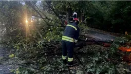 У Луцьку дерево пошкодило лінії електропередач (фото)