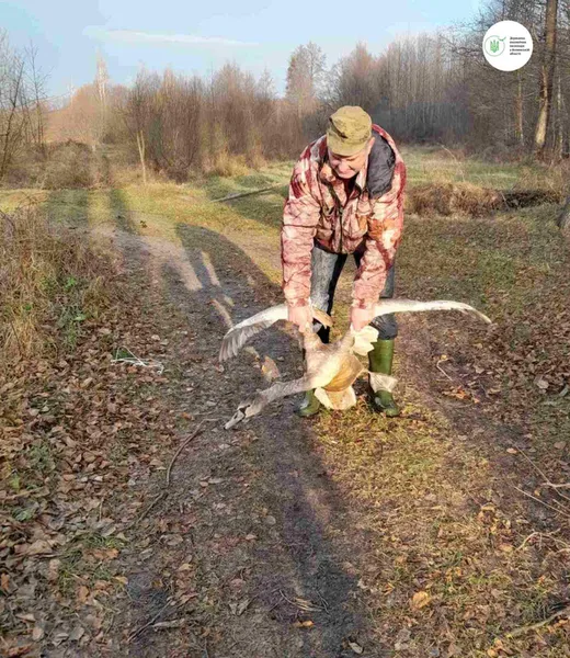 Має шанс вижити: на Волині екологи допомогли молодому лебедю (фото)
