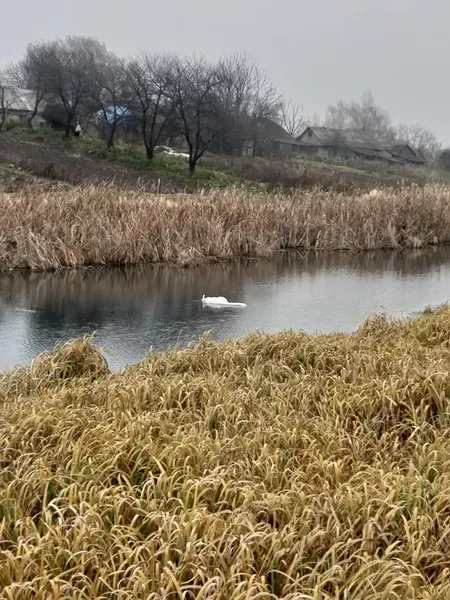 В Хрінниках на ставку браконьєри застрелили лебедя (фото)