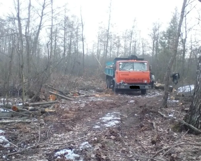 На кордоні з Білоруссю затримали лісорубів