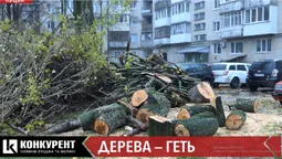 “Саджали їх власними руками”: у луцькому дворі разом з трухлявими вирізали здорові дерева (відео)