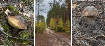 Далеко йти не довелося: в маневицьких лісах боровики маскуються при самій дорозі (відео)