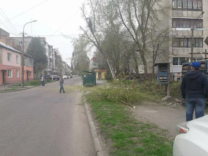 У Луцьку незаконно обрізали дерева: буде штраф (фото)