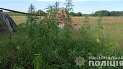 На городі у волинянина знайшли понад 150 рослин коноплі (фото)