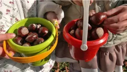 У Луцьку збирали каштани, щоб купити генератори для військовослужбовців (фото, відео)