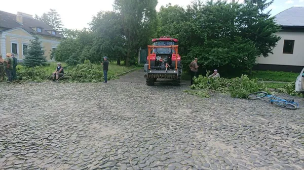 У Луцьку розбирають Лесин ясен: дерево законсервують (фото)